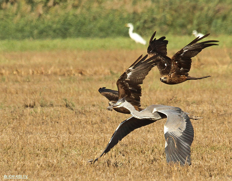   Black Kite Milvus migrans ( trying to take a Social Vole from a Grey Heron beak ),Hula valley 07-11-11, Lior Kislev.                                              